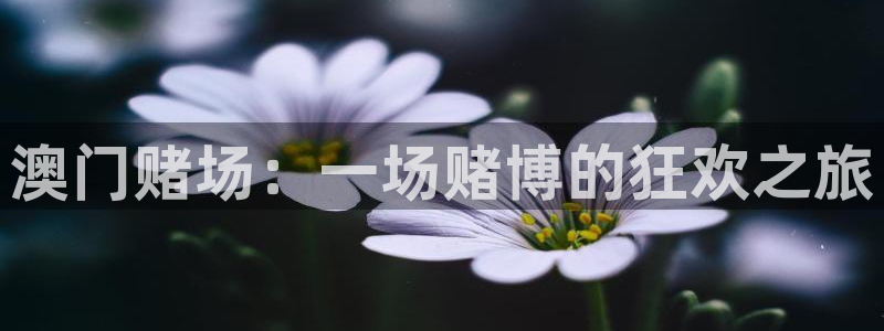 卧龙娱乐：澳门赌场：一场赌博的狂欢之旅